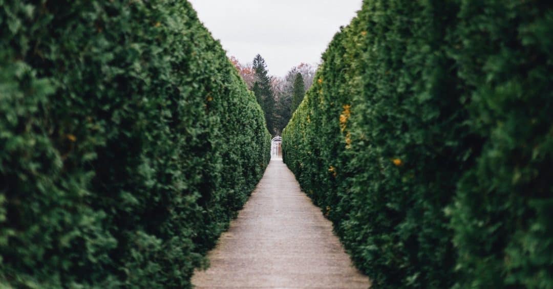 trim your bush!